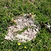 <b>Il fungo saprofita che cresce sulla "buascia" (sterco bovino) è l'Agarico semiovato (Anellaria semiovata)</b>. 