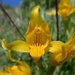 Orquidea Patagónica (Chloraea alpina)