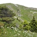 an Alpenrosen und unzähligen Anemonen vorbei kommt das Gipfelkreuz in Sicht