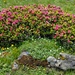 Alpenrosen in der Blüte