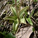 ... die (fleischfressenden) Blätter von <i>Pinguicula alpina</i>