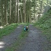 Hinter Alplen verläuft der Weg zunächst gemütlich auf einer Forststrasse, später aber durch den steilen Bergwald.