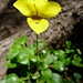 Violeta amarilla  (Viola maculata)