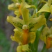 Orquidea amarilla (Gavilea odoratissima)