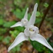 Orquidea blanca (Codonorchis lessonii) 