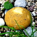 Napfgold? Goldfarbener Stein aus der Napf-Nagelfluh