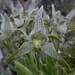 Orquidea de Magallanes (Chloraea Magellanica)