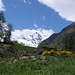 Ginestre fiorite al Giardino Alpino Paradisia.