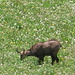 Un camoscio pascola tranquillo a Valnontey.