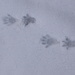 Marmotta?