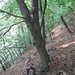 il bosco offre protezione contro la caduta (frequente) di sassi
