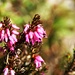 Frühlingsheidekraut (Erica carnea)