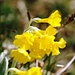 Flueblume oder Felsaurikel (Primula auricula)