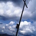 Kreuz auf der Schafnase.
