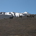 Lamas mit Cerro Kolini