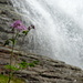 zartes Blüemli am Wasserfall