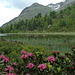 Alpenrosen am See