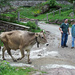 Transumanza in Val Biandino