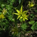 Der Wald-Goldstern (Gagea lutea) - ein Liliengewächs