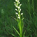 Das seltene Schwertblättrige Waldvögelein (Cephalanthera longifolia), eine Orchidee