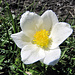 Alpenanemone