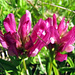 Alpenrose
