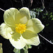 Alpenanemone