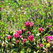 Alpenrose