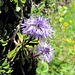 Nacktstängelige Kugelblume