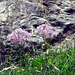 Akeleiblättrige Wiesenraute