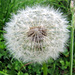 Pusteblume (Löwenzahn)