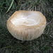 Uno dei primi funghi del 2011