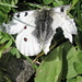 Farfalla dalle ali spezzate (però vola comunque!)