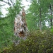 altes Holz