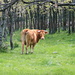 eine Kuh im Wald