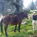 unser Wanderleiter, André, schliesst Freundschaft mit einem Pferd
