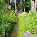 Üppige Vegetation an der Bisse