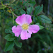 Am Wegrand eine Alpen-Hagrose (Rosa pendulina)