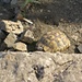 Einige Schildkröten sind uns in der Gipfelregion begegnet.
