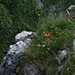 Einsames "Mauer"-Blümchen...