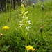 Viele Exemplare dieser schönen Orchidee, der Waldhyazinthe, verschönern die Wiesen oberhalb der Gräs-Alpe