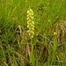 Klein, aber fein: eine weitere Orchidee, das Weißzüngel