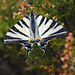 Wunderschöner Schmetterling, Iphiclides podalirius 