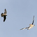 Action shot I: The peregrine on the left is trying to chase the red kite away; the kite was trying to counterattack by turning around and facing the peregrine!