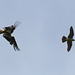 Action shot II: The peregrine is leaving and the red kite is on its way back to a “normal flying position” again