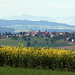 Wettswil behind the canola field as seen from Mädikon