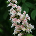 Horse chestnut blossoms (Rosskastanien, Aesculus)