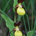 Lady's Slipper orchid (Gelber Frauenschuh, Cypripedium calceolus)