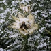 Frisch verschneite Blüte der Alpen-Kratzdistel (Cirsium spinosissimum).