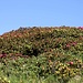 <b>Fioritura di Rododendro ferrugineo in Val Vignun</b>.